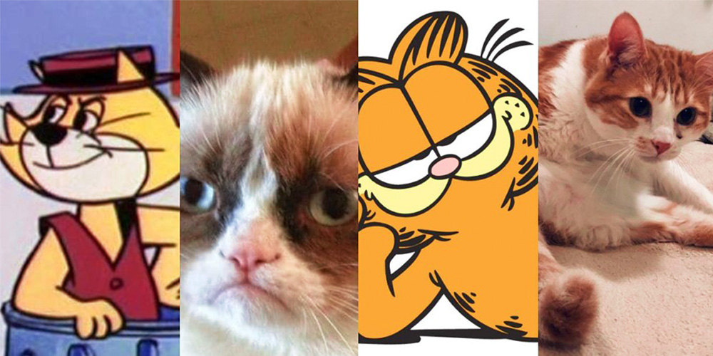 Cual Es El Animal Mas Flojo Del Mundo