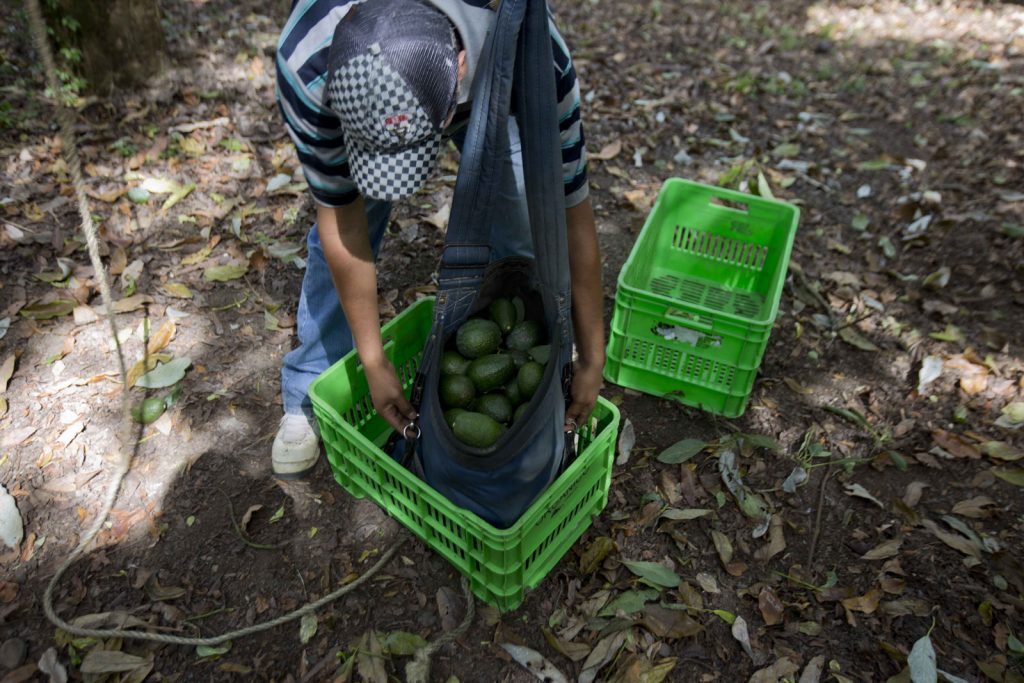 Campo-aguacate
