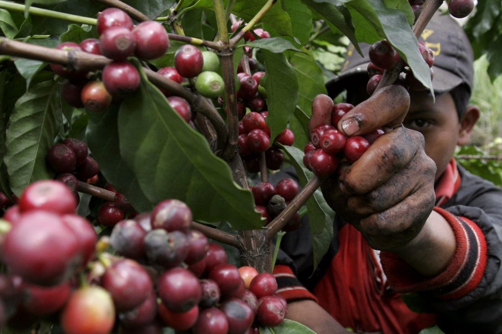 Cosecha de café en Costa Rica