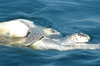 tortugas DSC_0195