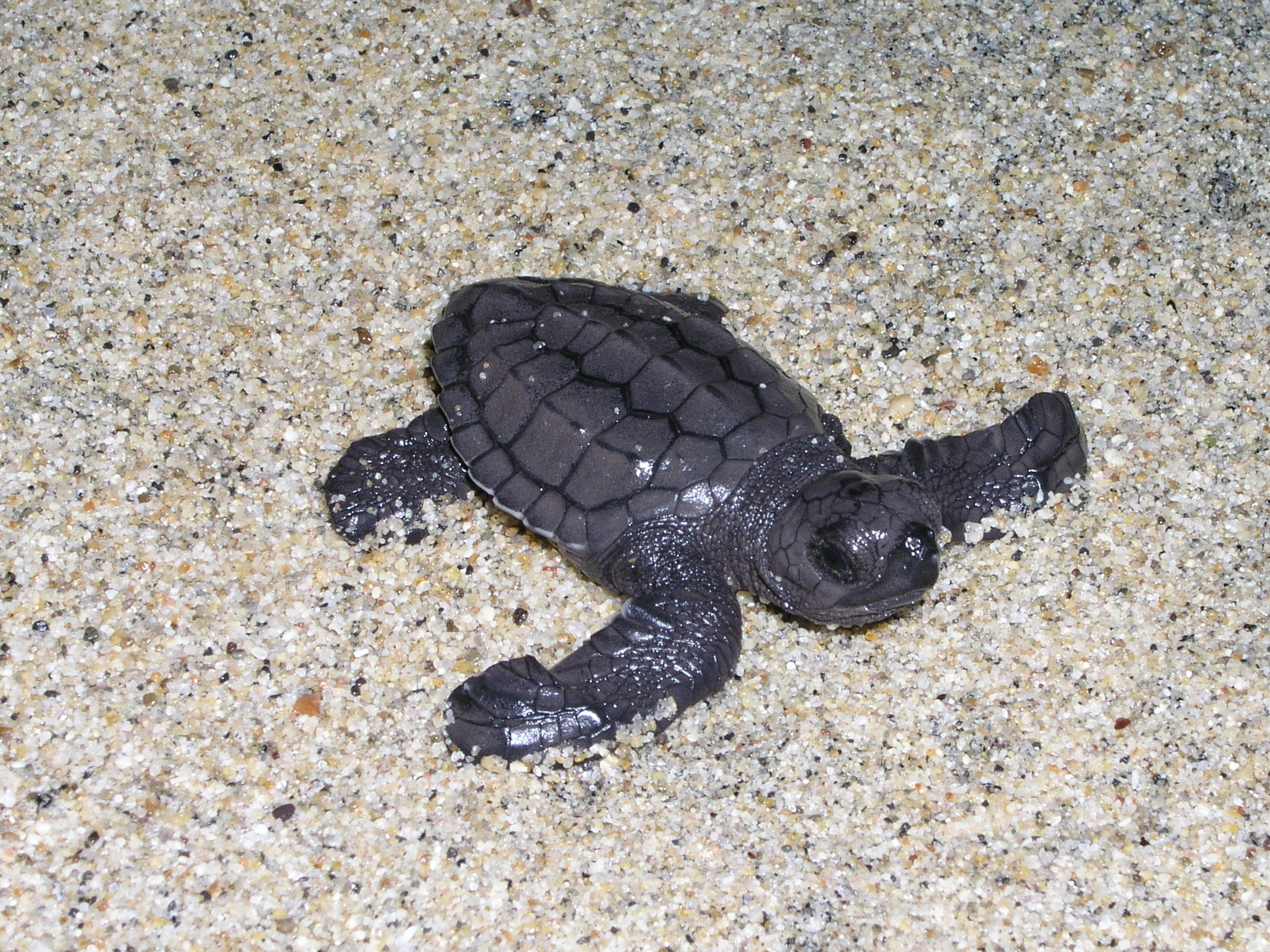 tortugas OLYMPUS DIGITAL CAMERA