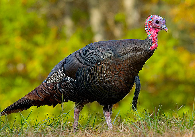 Wild_turkey_eastern_us-CC