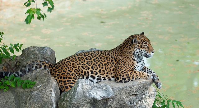 jaguar