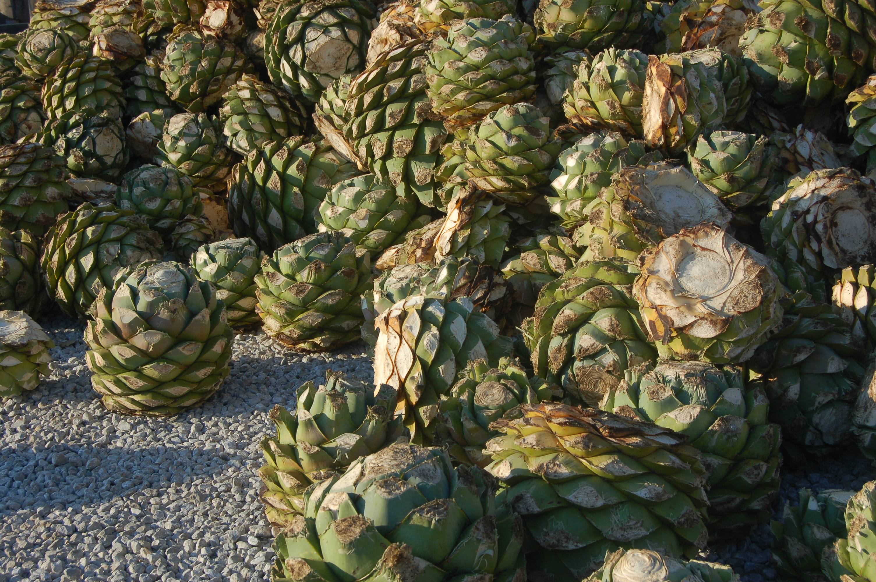 mezcal