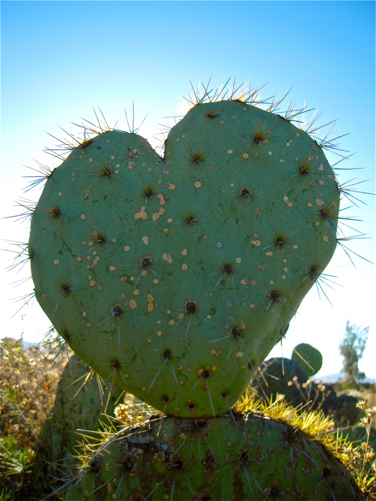 nopal