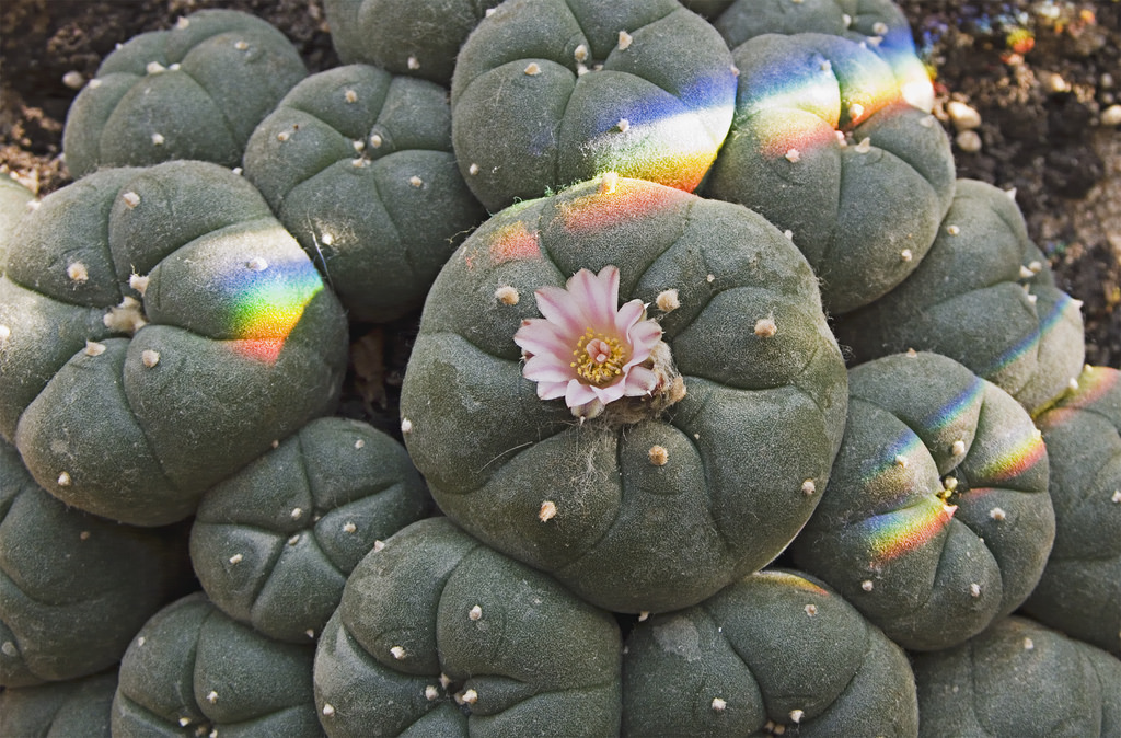 plantas