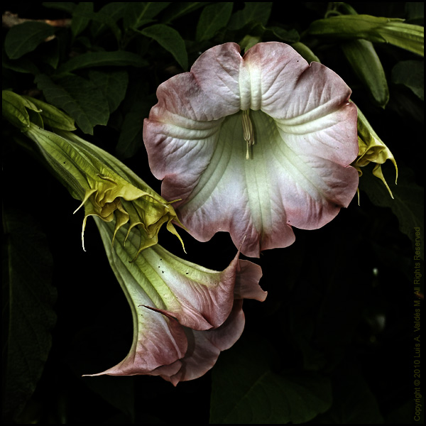 plantas