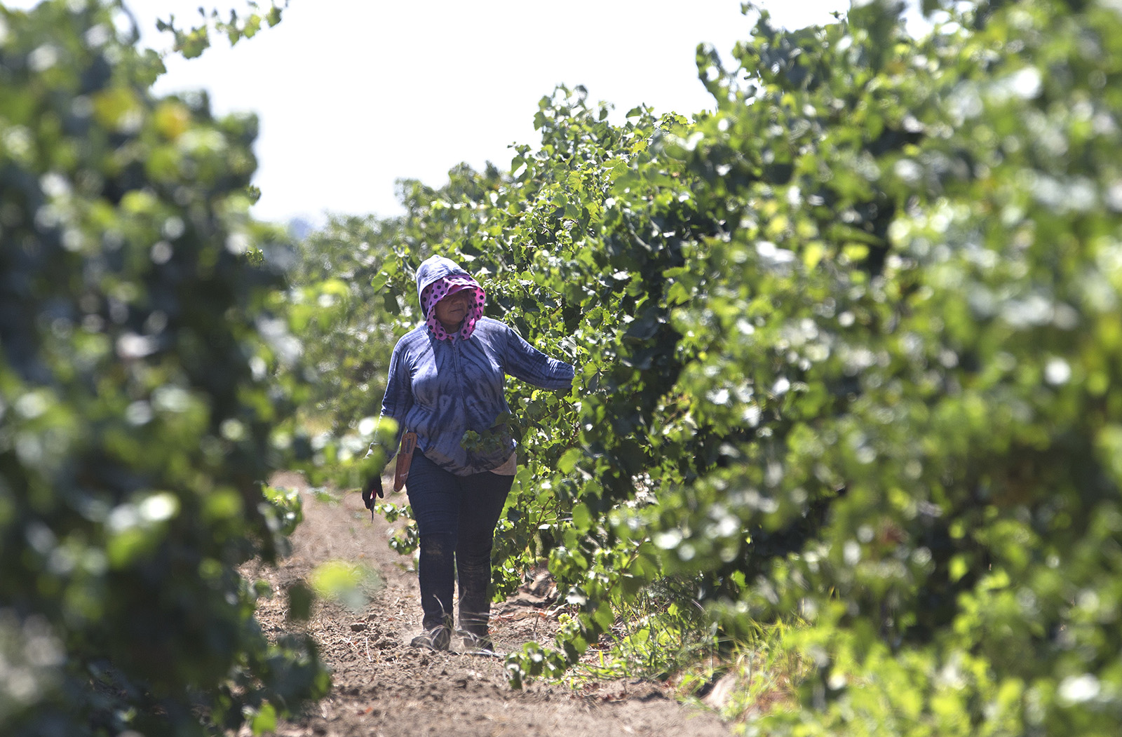 Trabajadores inmigrantes en el campo
