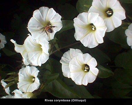 plantas