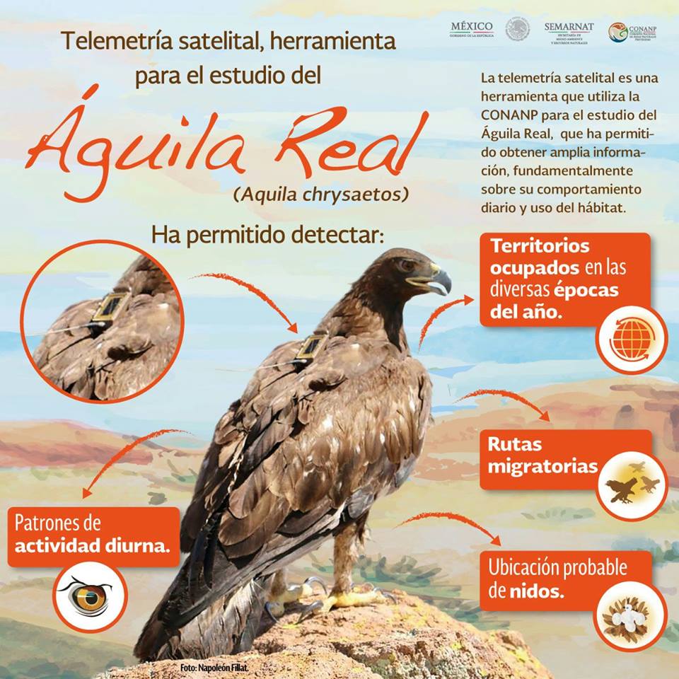 Aguila real. Especies en peligro.