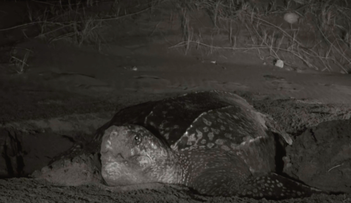 Especies en peligro. Tortuga.