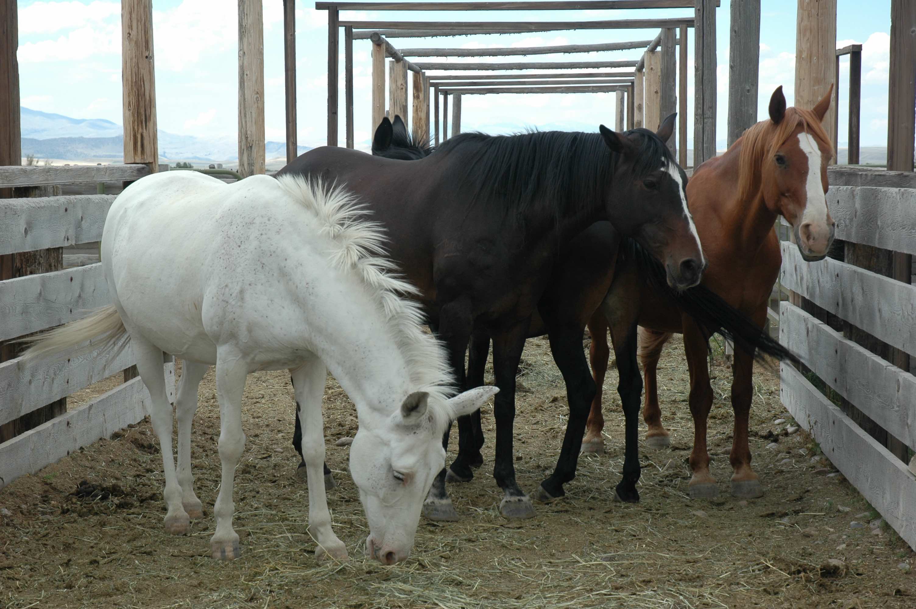 Trabajo de inmigrantes como cuidadores de caballos.
