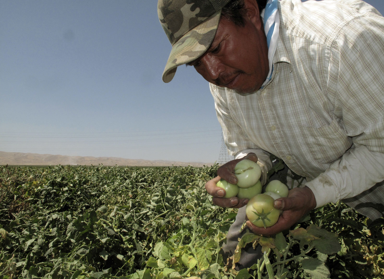 Campesinos en California