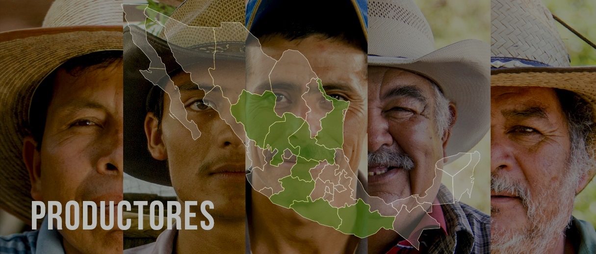 Productores de mezcal.