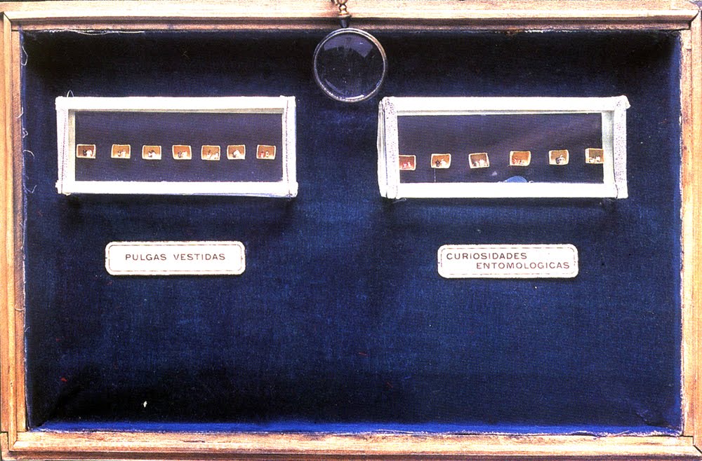 Las pulgas vestidas, una tradición mexicana.