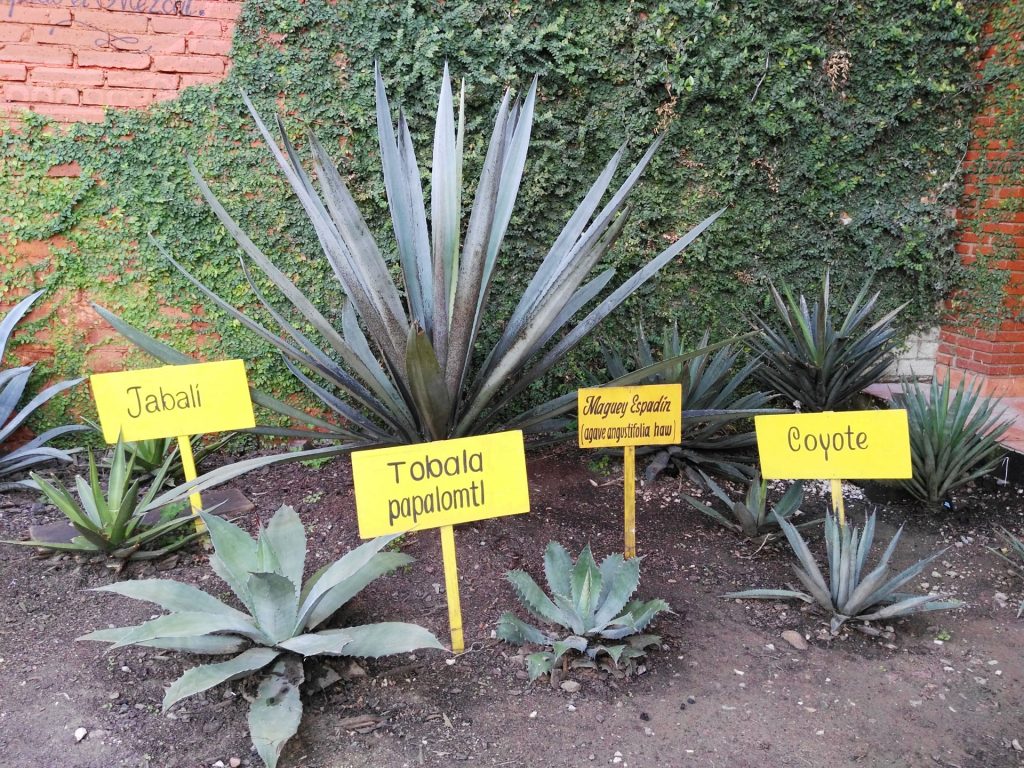 Tipos de maguey Tipos de maguey