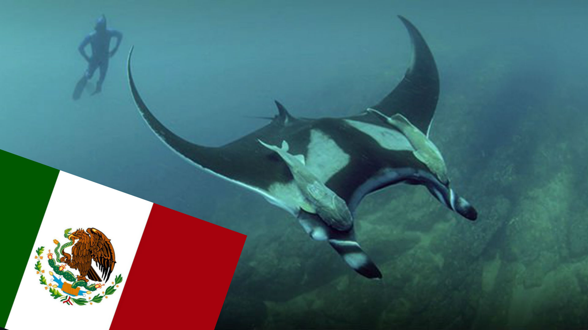 #Tesoro: Descubren en México el primer criadero natural de mantarrayas ...
