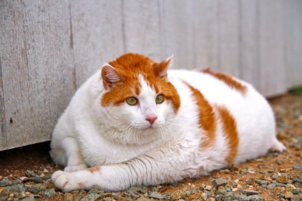 Cual Es El Animal Mas Flojo Del Mundo