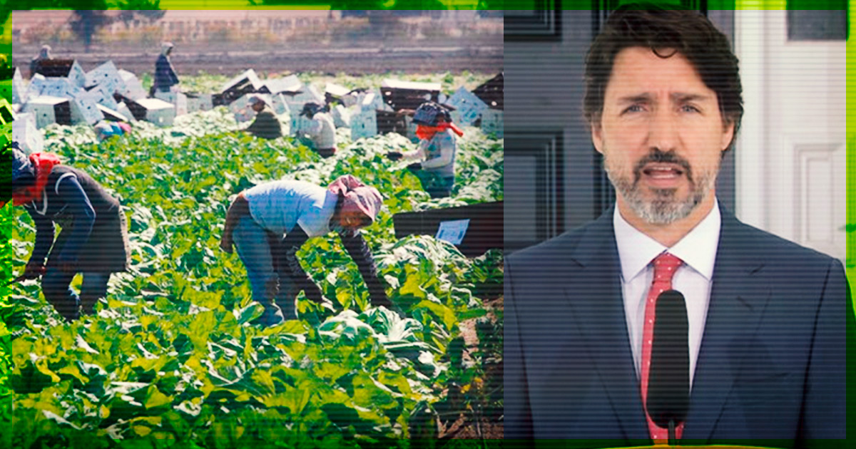 Canadá concedería nacionalidad canadiense a trabajadores extranjeros